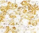 CCKAR Antibody in Immunohistochemistry (IHC)