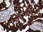 CCL19 Antibody in Immunohistochemistry (Paraffin) (IHC (P))