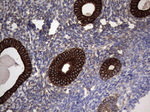 CCL19 Antibody in Immunohistochemistry (Paraffin) (IHC (P))