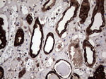 CCL19 Antibody in Immunohistochemistry (Paraffin) (IHC (P))