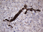 CCL19 Antibody in Immunohistochemistry (Paraffin) (IHC (P))