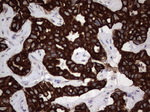 CCL19 Antibody in Immunohistochemistry (Paraffin) (IHC (P))
