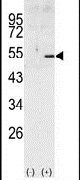 Cyclin A2 Antibody in Western Blot (WB)