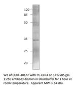 CCR4 Polyclonal Antibody