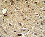 CCRN4L Antibody in Immunohistochemistry (IHC)