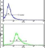 CCRN4L Antibody in Flow Cytometry (Flow)