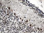CCT4 Antibody in Immunohistochemistry (Paraffin) (IHC (P))