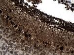 CCT4 Antibody in Immunohistochemistry (Paraffin) (IHC (P))