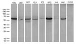 CCT4 Antibody in Western Blot (WB)