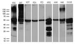 CCT4 Antibody in Western Blot (WB)