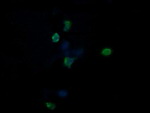 CCT8L2 Antibody in Immunocytochemistry (ICC/IF)