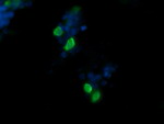 CCT8L2 Antibody in Immunocytochemistry (ICC/IF)