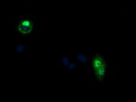 CCT8L2 Antibody in Immunocytochemistry (ICC/IF)