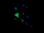 CCT8L2 Antibody in Immunocytochemistry (ICC/IF)