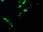 CCT8L2 Antibody in Immunocytochemistry (ICC/IF)