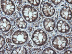 CCT8L2 Antibody in Immunohistochemistry (Paraffin) (IHC (P))