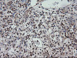 CCT8L2 Antibody in Immunohistochemistry (Paraffin) (IHC (P))
