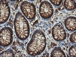 CCT8L2 Antibody in Immunohistochemistry (Paraffin) (IHC (P))