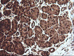 CCT8L2 Antibody in Immunohistochemistry (Paraffin) (IHC (P))
