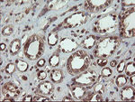 CCT8L2 Antibody in Immunohistochemistry (Paraffin) (IHC (P))