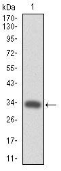 c-Mpl Monoclonal Antibody (1H2)
