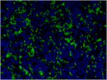 CD11b Antibody in Immunohistochemistry (Paraffin) (IHC (P))