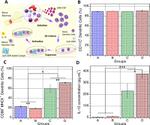 CD11c Antibody in Flow Cytometry (Flow)