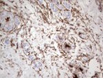 CD13 Antibody in Immunohistochemistry (Paraffin) (IHC (P))