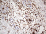 CD13 Antibody in Immunohistochemistry (Paraffin) (IHC (P))