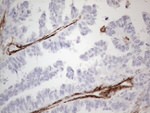 CD13 Antibody in Immunohistochemistry (Paraffin) (IHC (P))