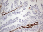CD13 Antibody in Immunohistochemistry (Paraffin) (IHC (P))
