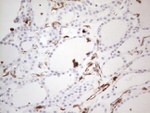 CD13 Antibody in Immunohistochemistry (Paraffin) (IHC (P))