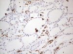 CD13 Antibody in Immunohistochemistry (Paraffin) (IHC (P))