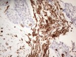CD13 Antibody in Immunohistochemistry (Paraffin) (IHC (P))