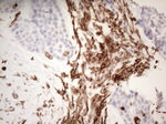 CD13 Antibody in Immunohistochemistry (Paraffin) (IHC (P))
