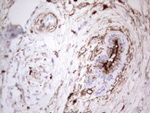 CD13 Antibody in Immunohistochemistry (Paraffin) (IHC (P))