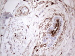 CD13 Antibody in Immunohistochemistry (Paraffin) (IHC (P))