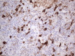 CD13 Antibody in Immunohistochemistry (Paraffin) (IHC (P))