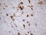 CD13 Antibody in Immunohistochemistry (Paraffin) (IHC (P))
