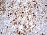 CD13 Antibody in Immunohistochemistry (Paraffin) (IHC (P))