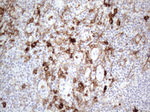 CD13 Antibody in Immunohistochemistry (Paraffin) (IHC (P))