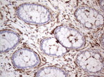 CD13 Antibody in Immunohistochemistry (Paraffin) (IHC (P))