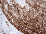 CD13 Antibody in Immunohistochemistry (Paraffin) (IHC (P))