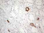 CD13 Antibody in Immunohistochemistry (Paraffin) (IHC (P))