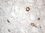 CD13 Antibody in Immunohistochemistry (Paraffin) (IHC (P))