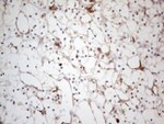 CD13 Antibody in Immunohistochemistry (Paraffin) (IHC (P))
