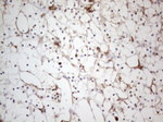 CD13 Antibody in Immunohistochemistry (Paraffin) (IHC (P))