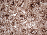 CD13 Antibody in Immunohistochemistry (Paraffin) (IHC (P))