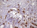 CD13 Antibody in Immunohistochemistry (Paraffin) (IHC (P))
