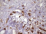CD13 Antibody in Immunohistochemistry (Paraffin) (IHC (P))